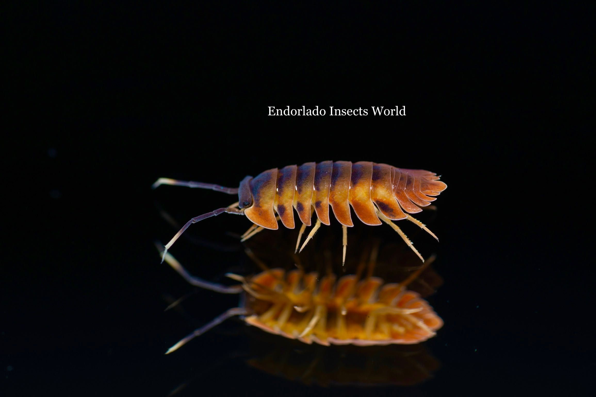 Rarytas Merulanella Volcano isopod isopody