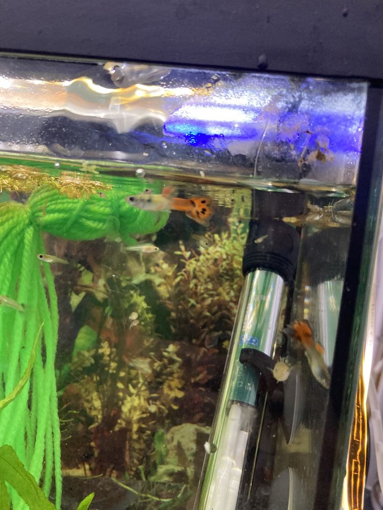 Guppys alevins/ juvenis/ ninhada