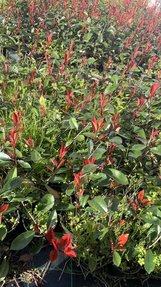 Photinia Red Robin - Folha vermelha