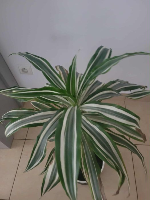 Kwiat domowy Dracena dwukolorowy