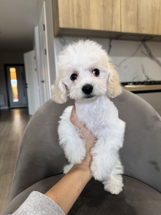 Міні дівчинка Мальтипу F1 Тедді фейс пудель