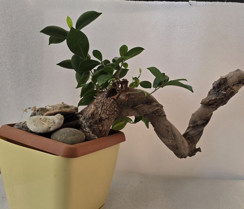 Fikus bonsai roslina doniczkowa