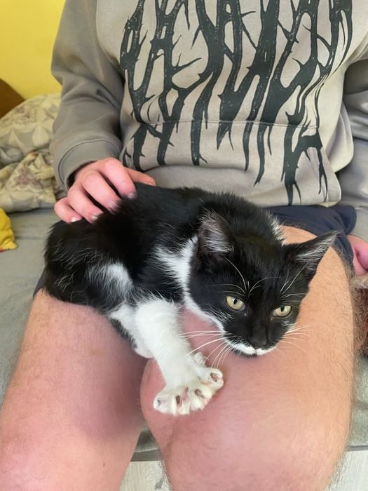 Oddam młodego kocurka w dobre ręce