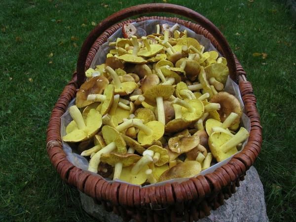 Sprzedam grzyby Gąska Zielonka