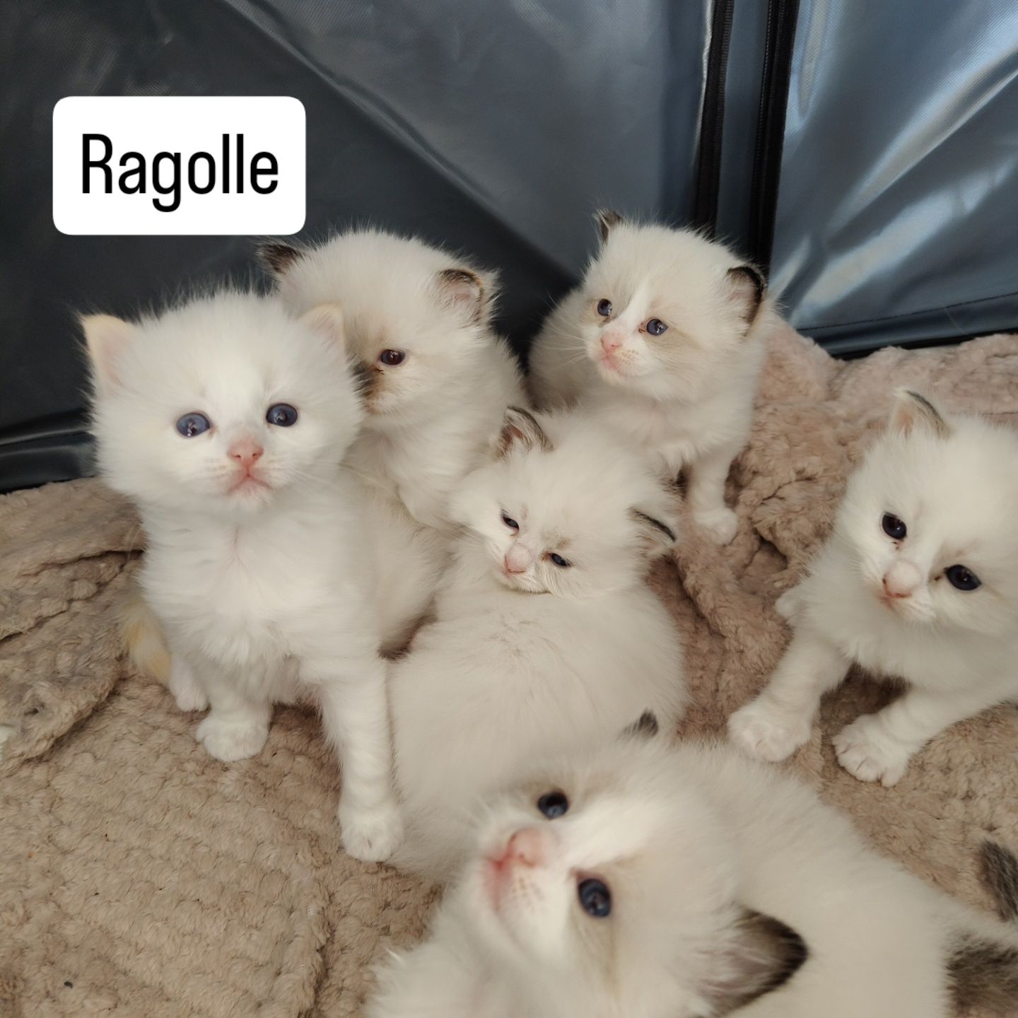 Ragdoll kotka kocur