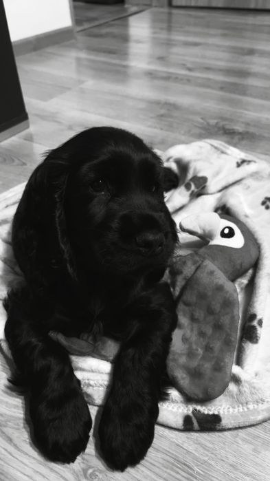 Cocker Spaniel Angielski