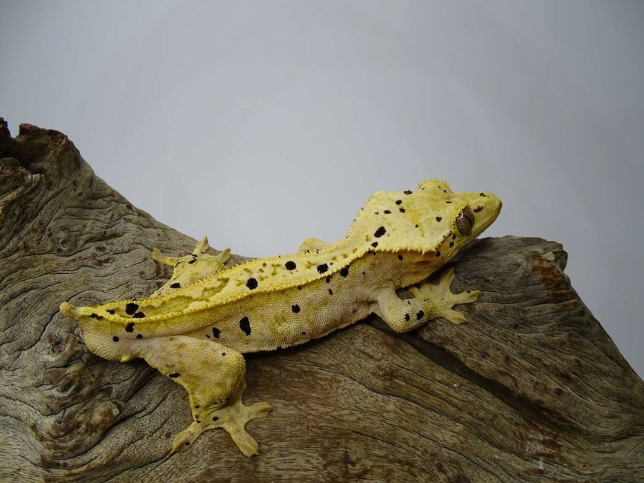 Gekon Orzęsiony samiec Dalmatian