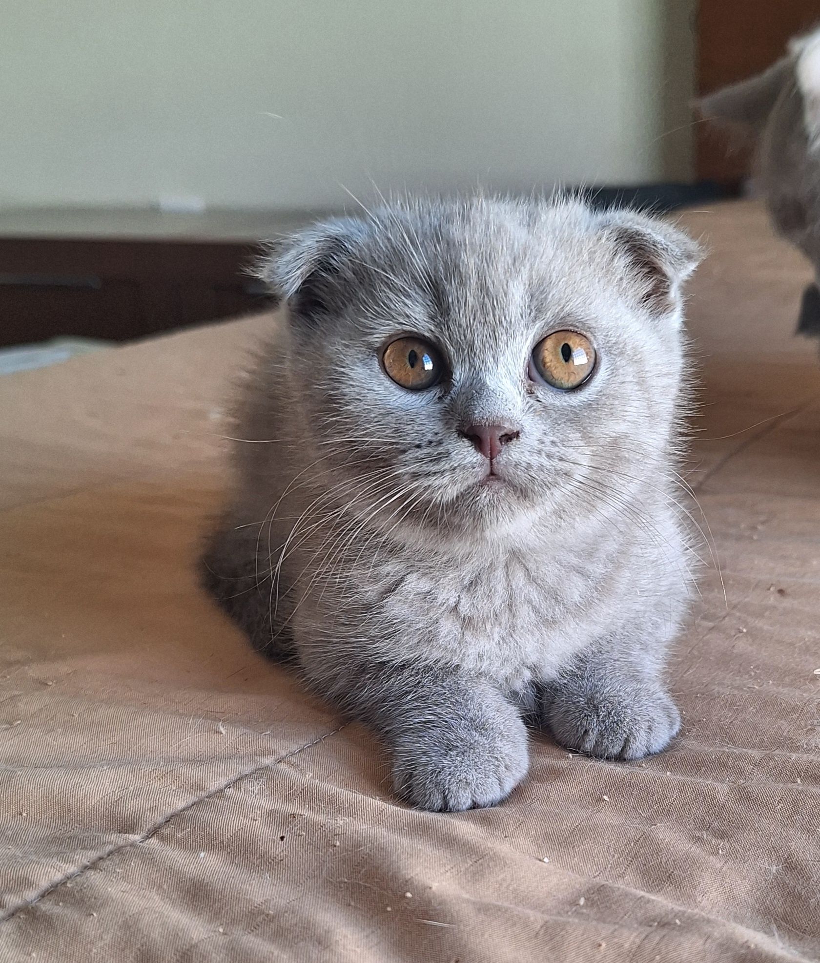 Scottish fold fêmea lilac