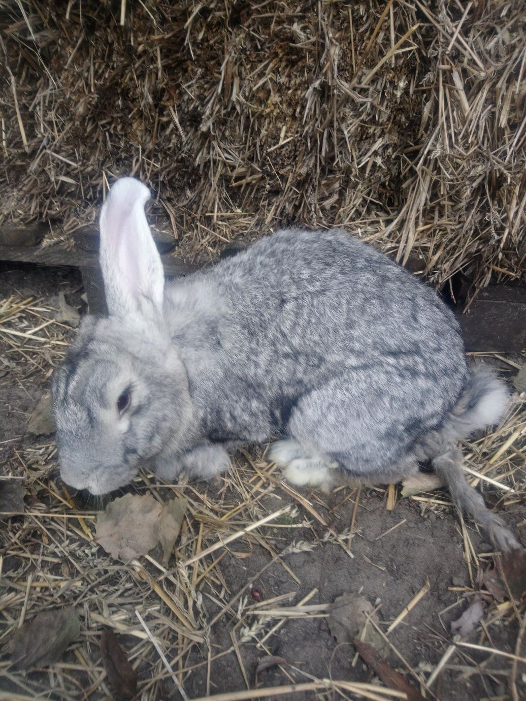 Продам кролі, різного віку, проколяті