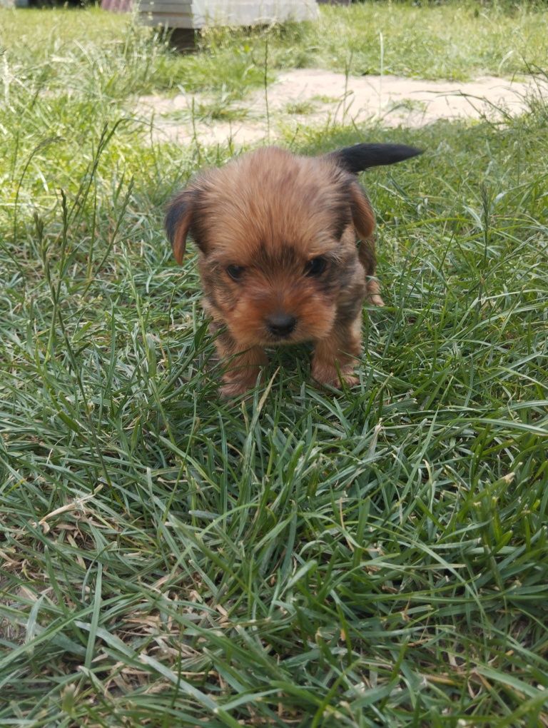 Yorkshire terrier piesek
