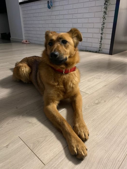 ZAGINĘŁA: Rózia ruda suczka sunia do kolan poszukiwana