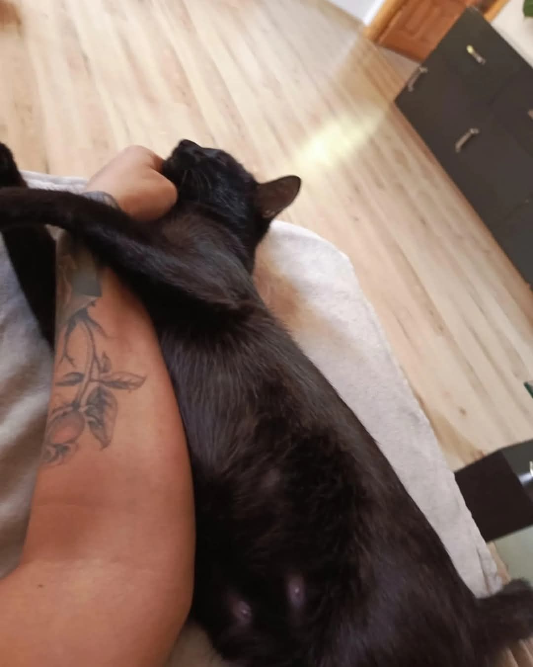 Kotka Molly poleca się do adopcji