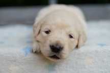 Suczka Golden Retriever