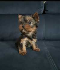 York Yorkshire Terrier mini XXS miniaturka