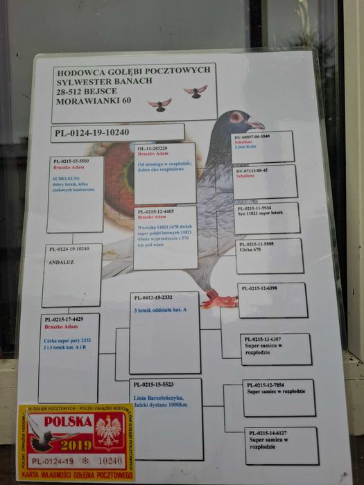 Gołąb pocztowy Opal , Braszko