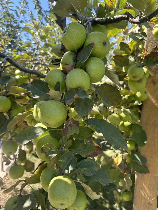 Продам шикарный 2 эт дом  берег реки Новоселовка