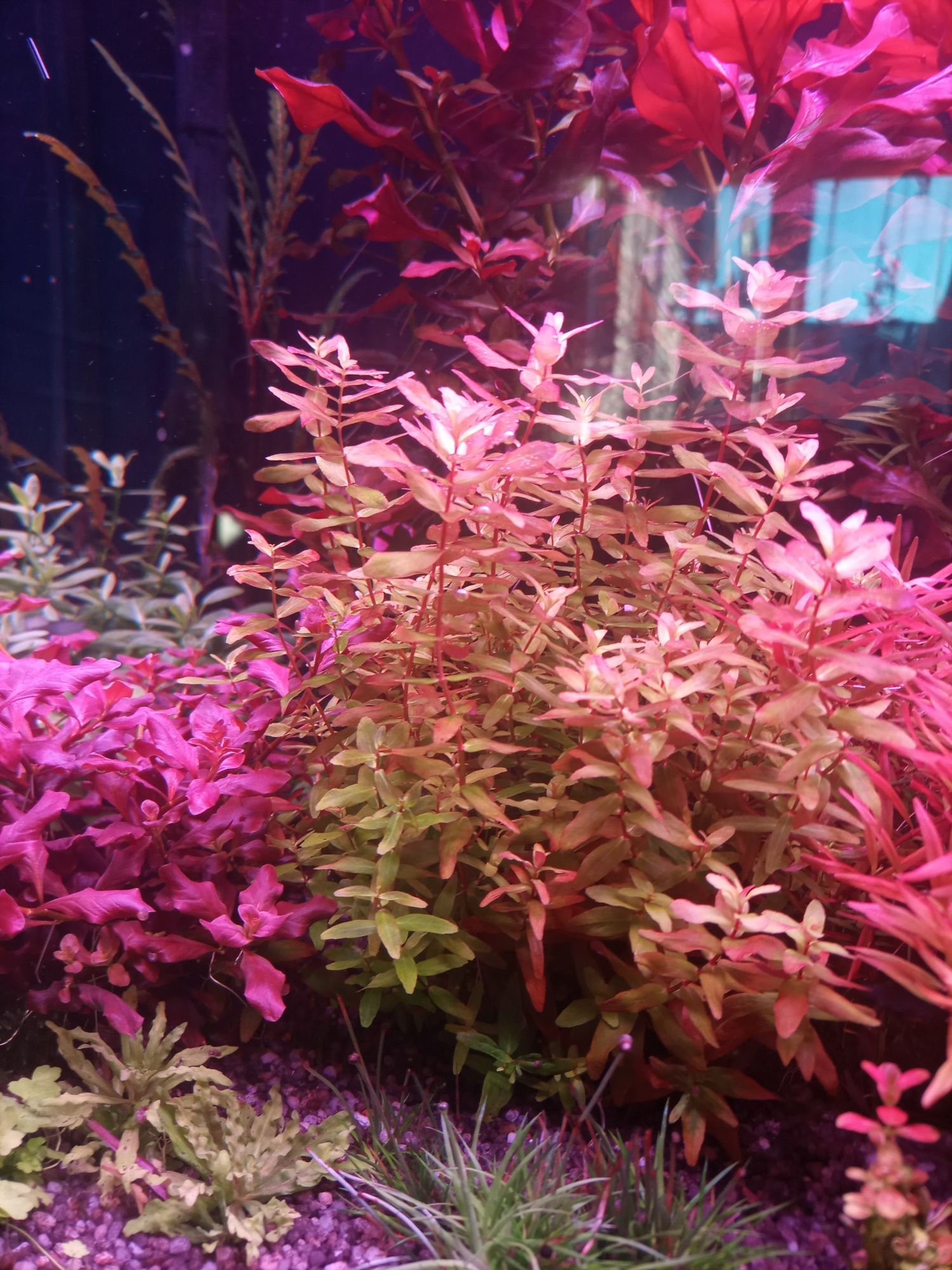 Rotala macandara green