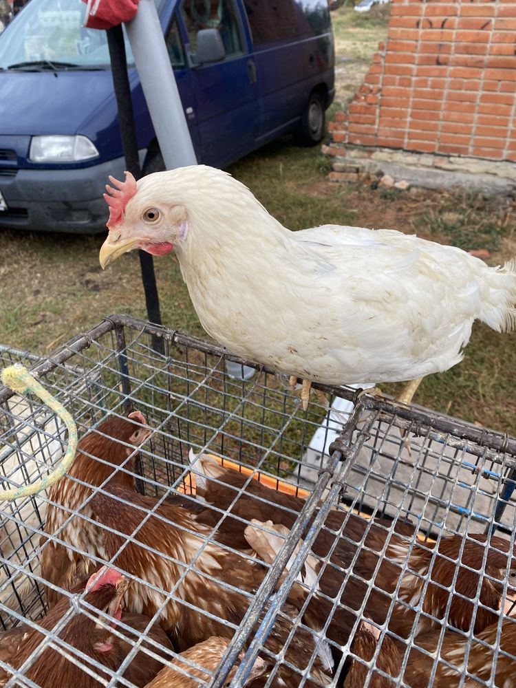 Продам курей 4,5 місяця