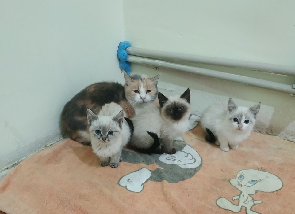 Котенок 2 месяца