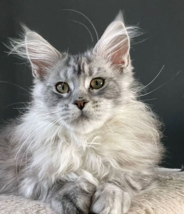 Кошеня мейн-кун дівчина