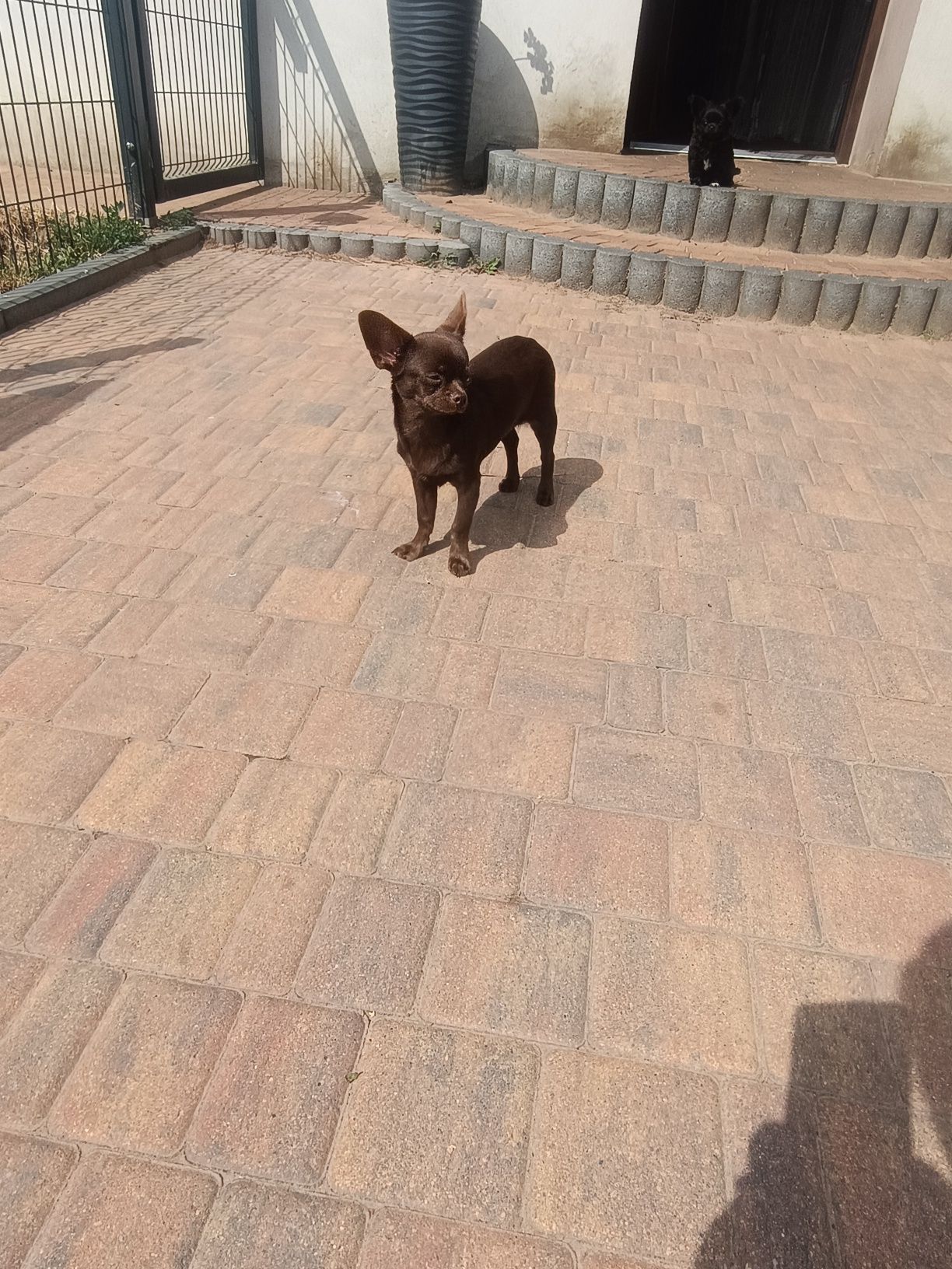 Chihuahua piesek