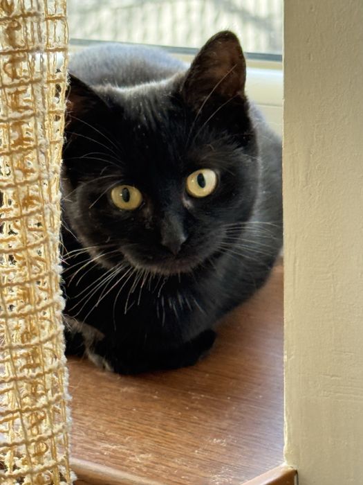 Віддам кошенятко у добрі руки