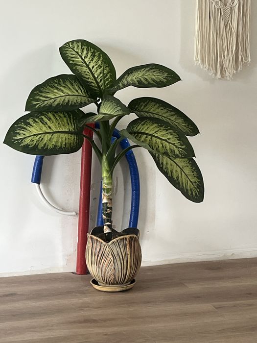 Sprzedam bardzo ladny kwiatek odbior osobisty