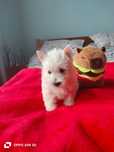 West Highland White Terrier