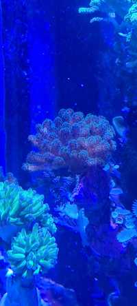 Pocillopora tricolor