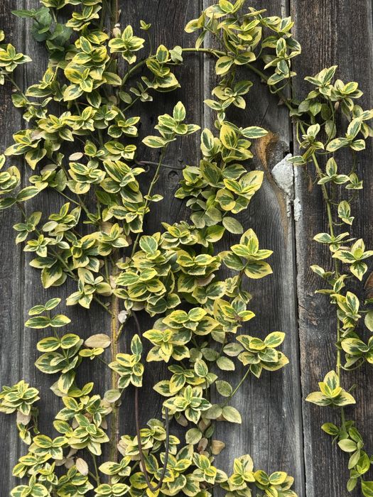 Бересклет Форчуна