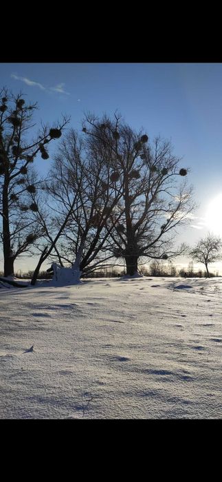 Topole na pniu - do ścinki we własnym zakresie