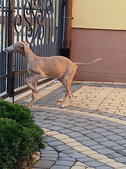 Chart Angielski Greyhound śliczny piesek