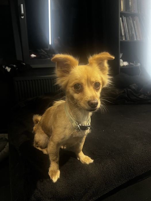 Siri ma 1,5 roku i 2,5 kg w typie chihuahua
