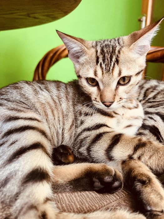 Бенгал Ben n 24 tabby 3 месяца