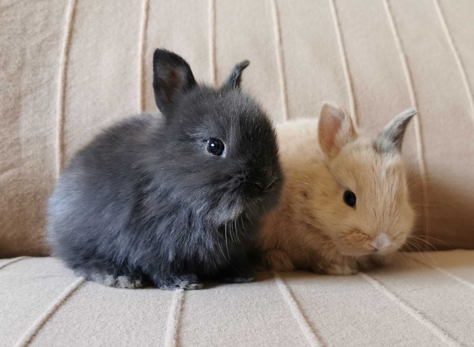 Mini Coelhos anões + gaiola nova + alimentação adequada