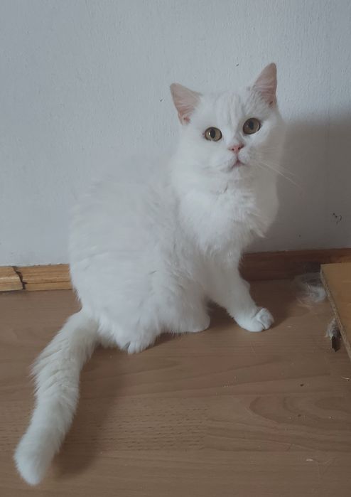 Kotka brytyjska Cleo