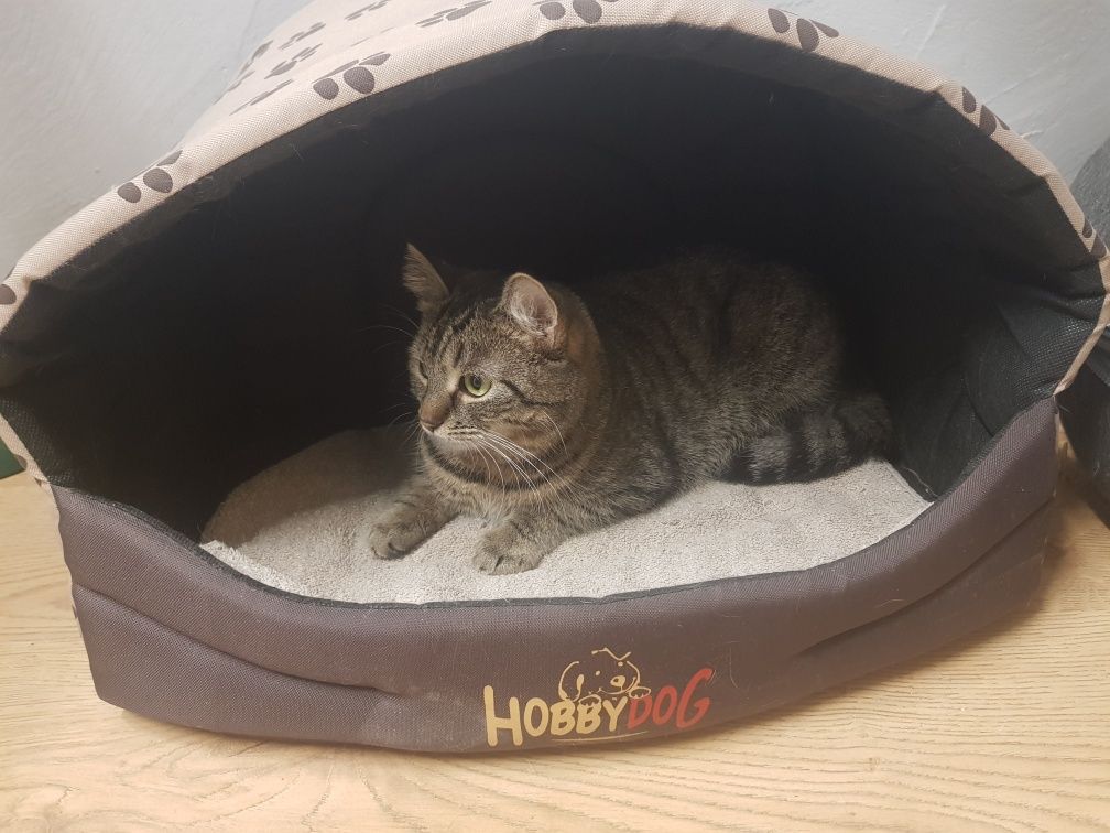Kotka Hulanka poleca się do adopcji