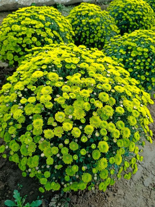 Chryzantemy drobnokwiatowe