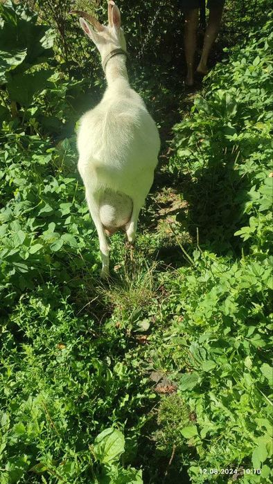 Продам кози, недорого