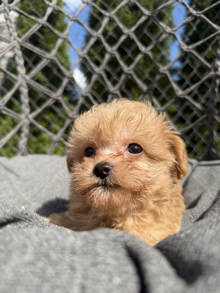 Maltipoo chłopak, maltańczyk, pudel toy