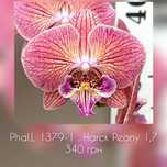 Орхідея фаленопсис біг ліп Harck Peony 1,7