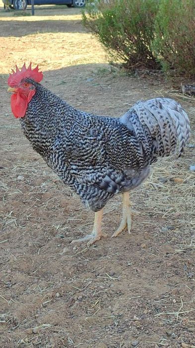 Galo Pedrês Portuguesa