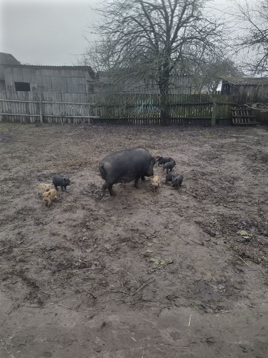 Поросята  породи королівський кармал