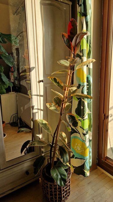 ficus elastica duży+ GRATISY