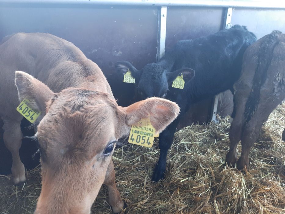 Byczki mięsne Piekoszów i jałoszki