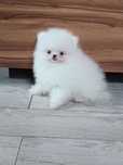 Pomeranian piesek biały,po rodzicach FCI