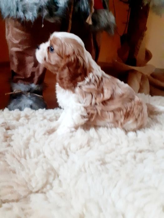 Kawalier King Charles Spaniel Piesek