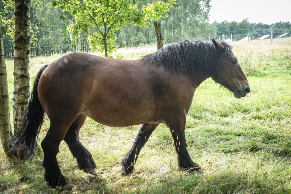 Sprzedam klacz rasy Arden Polski
