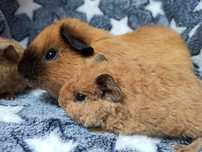 Świnka morska US Teddy California samiec