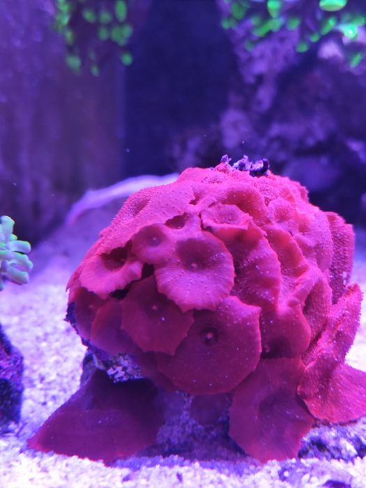 Discosoma Red koral miekki